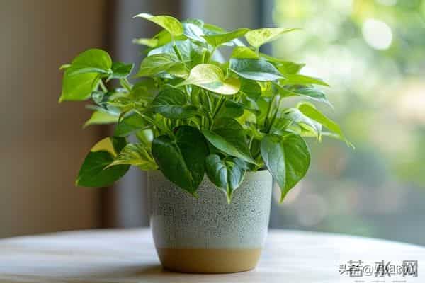 小姨子丧夫后,来投奔,我这个丧妻多年的姐夫(一)