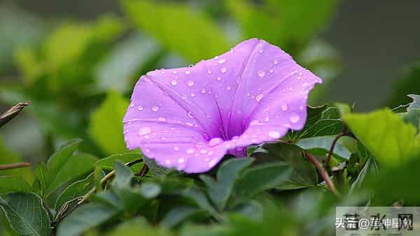 12月16日至12月22日，星期二，狮子座，大事即将发生！