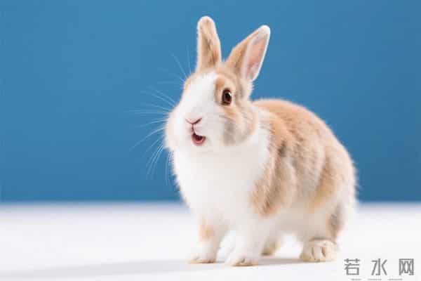 63年属兔人:你最放不下的东西,其实就两个字,你知道吗?