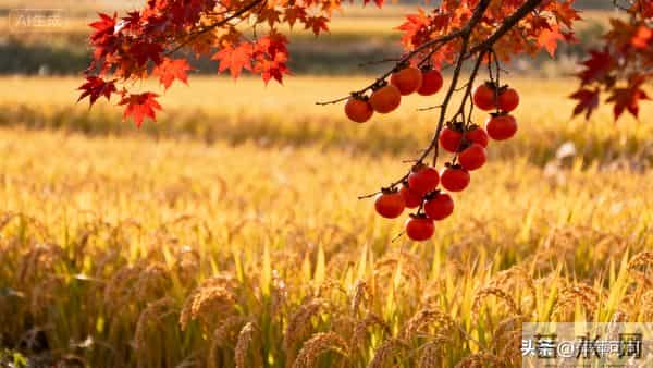 小时候害怕孤独，长大才懂孤独是常态，再把自己融入不属于的圈子