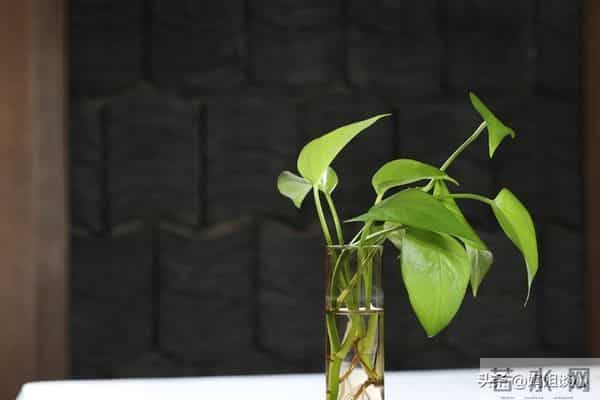 小姨子丧夫后,来投奔,我这个丧妻多年的姐夫(一)