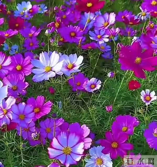 情感：女人想让你泡，5个信号不用猜，马上错过就不在来…