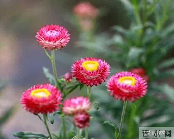 一个女人过了中年，她的“长相”还显得很年轻，一定有这三种品质