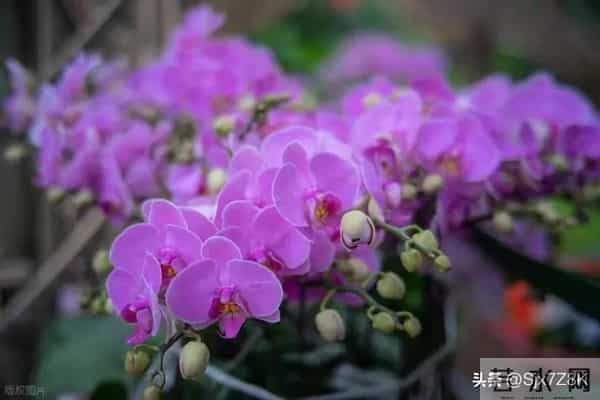 两性关系：这10句“肉麻话”，女人很爱听，特别是中年女人，很甜