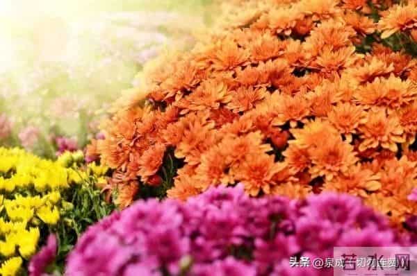 夫妻到了七十岁,还能同居,只有三种情况