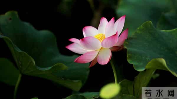 卯兔，12月16日17日最大的“坎”，可能不是事，而是人