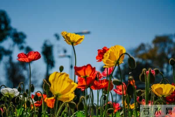 独一份的爱恋，只给你