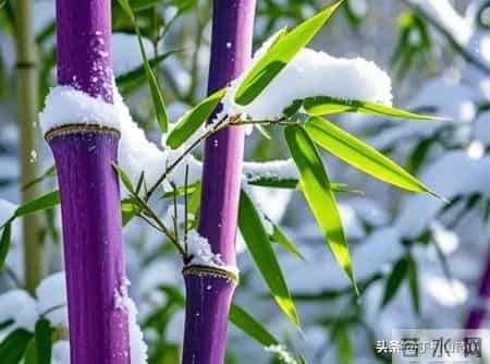 丁树山七律:冬至抒怀