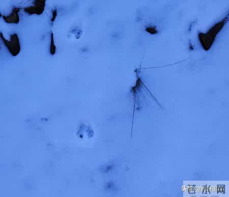 猎杀吧少年——(三十三)黄鼠狼的故事