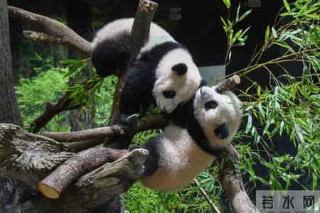 日本议员盯上中国台湾大熊猫，扬言：可以找台湾换