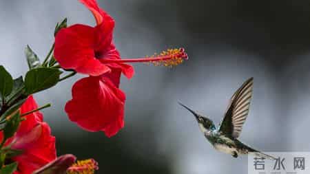 生肖羊,人算不如天算,12月19日至12月25号下周生肖运势