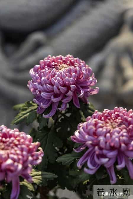 "春有桃花斗芬芳夏有荷花不染塘。秋有菊花伴明月.."请续尾句！