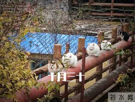 明日农历十月三十，记得：1不做，吃2样，3不动，迎冬接福事事顺