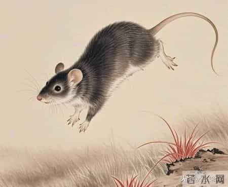 1996属鼠人：运势起落间书写精彩人生