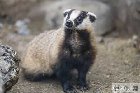 猎杀吧少年——(三十三)黄鼠狼的故事