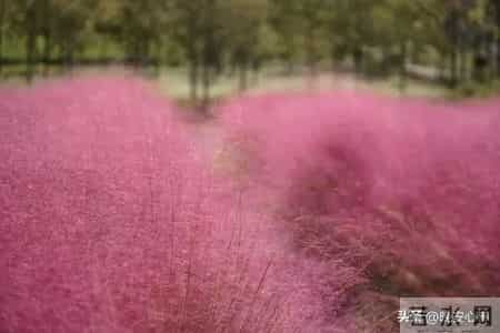 月底冒头红，1月节节高，2026直接起飞！生肖猪要发大财了