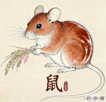 1996属鼠人：运势起落间书写精彩人生