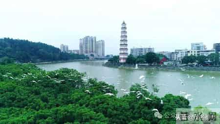 高州宝光塔发生什么事了？引发极大争议…