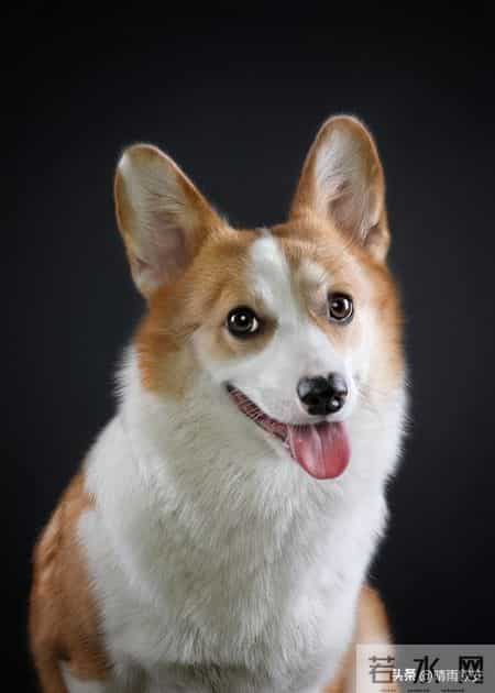 生肖狗迎民俗“双四喜”！靠谱特质引福运，普通人也能好事连连