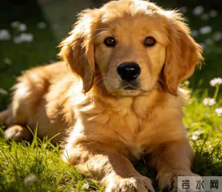 骏马遇良伴：生肖马的幸福同行者