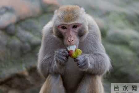 狩猎东北—（207）撤退