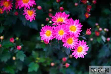 关东风雪情——做个坏人很难（142）