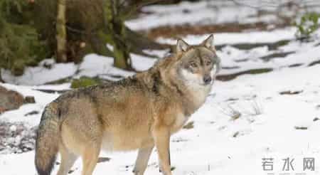 断腿野狼深夜闯农家送还失物，此后频繁登门以物换食，只为了复仇