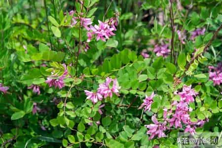 乡土小说:红姐(33)