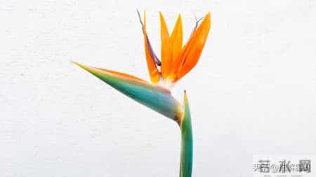 12月19日至24号星期五，属狗，可能有幸事发生了