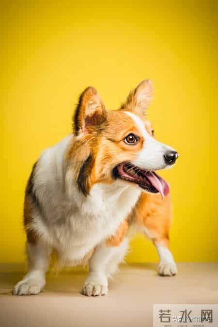 生肖狗迎民俗“双四喜”！靠谱特质引福运，普通人也能好事连连