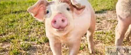 属猪人，鸿运当头，苦尽甘来，好运来临