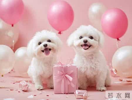 生肖狗：苦尽甘来，囍事盈门