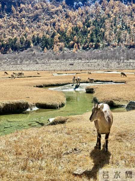 能活百岁高龄的生肖，尤其第四名，身体素质过人，福寿长久有你吗