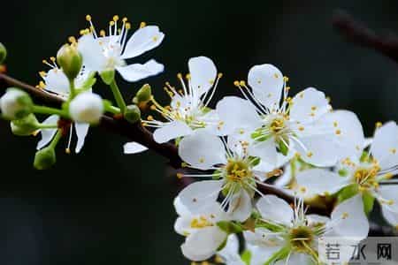 尘封的唐朝七律明珠，这6首七律水平极高，却极少有人知