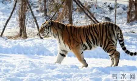 属虎人，2026年，家有“贵人”来报喜，这是要发吗