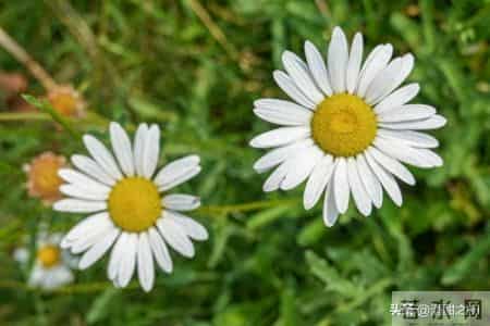 乡土小说:红姐(33)