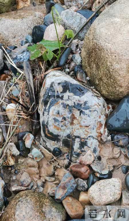 勐腊胶农暴雨后摸泥捡石:拿来压腌菜,竟是 260 万鸡油黄飘金翡!