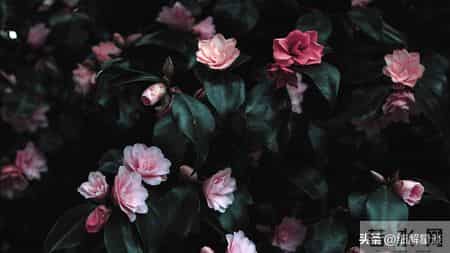 12月18日至23号，生肖蛇，可能会有有事发生