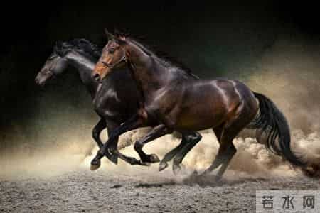 拉帮套（30）你就是当年救我的那个人（大结局）