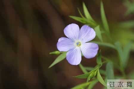 乡土小说:红姐(33)