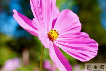 四大生肖内心的光芒，正在照亮脚下的路