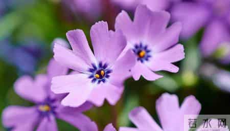 四大生肖内心的光芒，正在照亮脚下的路