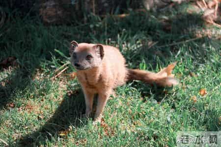 猎杀吧少年——(三十三)黄鼠狼的故事