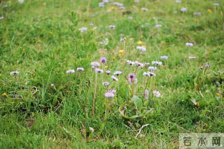 四大生肖内心的光芒，正在照亮脚下的路
