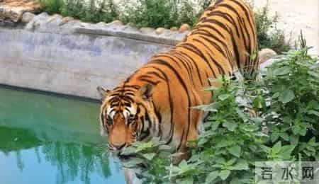 属虎人，2026年，家有“贵人”来报喜，这是要发吗