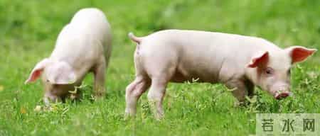 属猪人，鸿运当头，苦尽甘来，好运来临