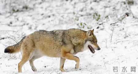 断腿野狼深夜闯农家送还失物，此后频繁登门以物换食，只为了复仇