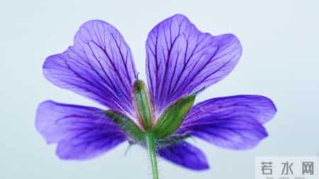 12月18日，生肖马，星期四，会有大的事发生吗？