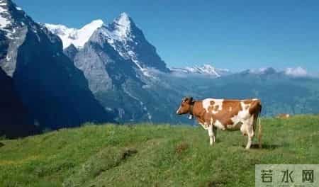 “恭喜！恭喜！”属牛人要“乐”了，明后几天接下这个“大囍”，好日子奔腾而来！