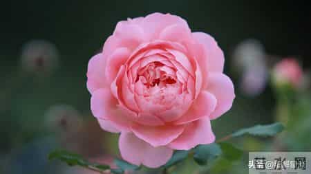 酉鸡要“笑醒”了，12月18日星期四，你将会遇见你最大的2位贵人